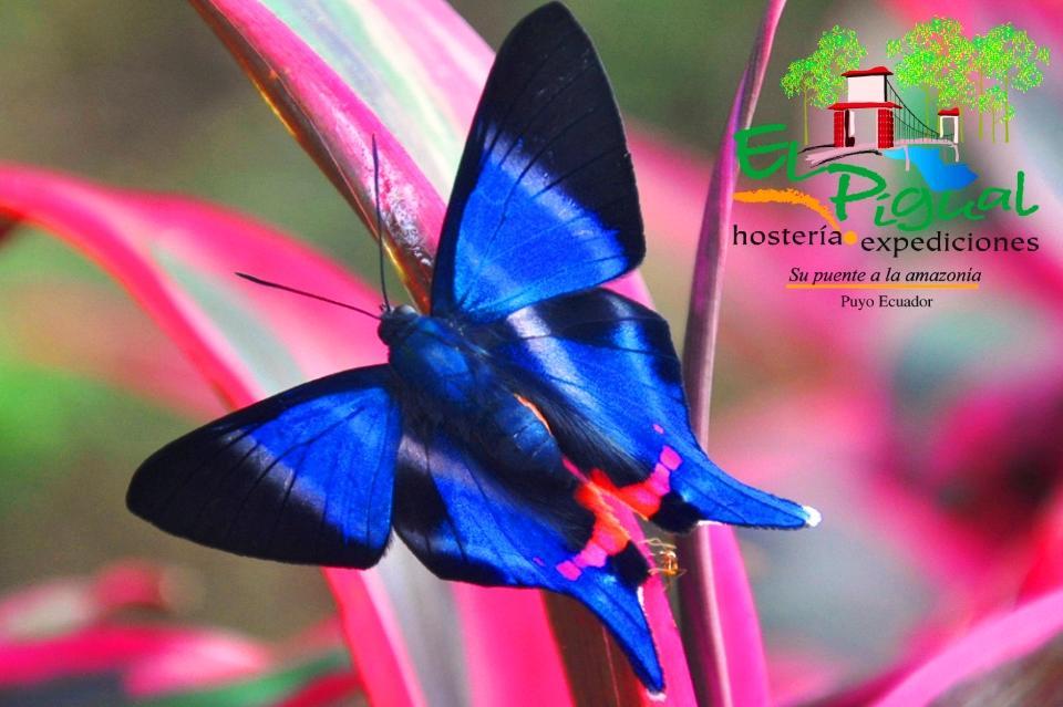 Hosteria Finca El Pigual Puyo Buitenkant foto